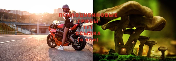 сатива Гусиноозёрск